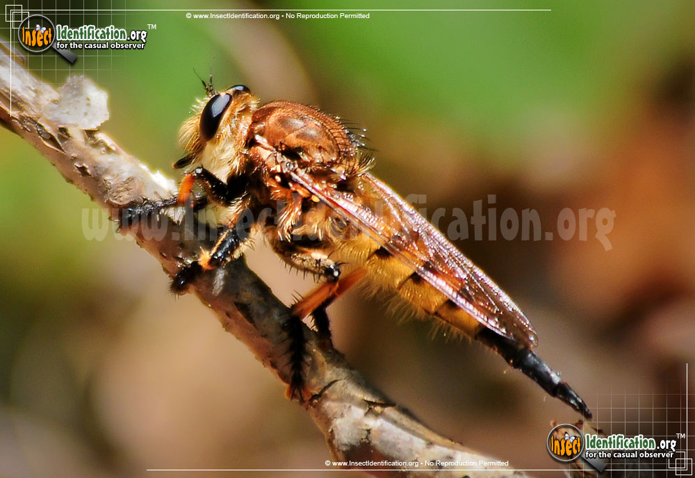 Full-sized image #9 of the Red-Footed-Cannibalfly