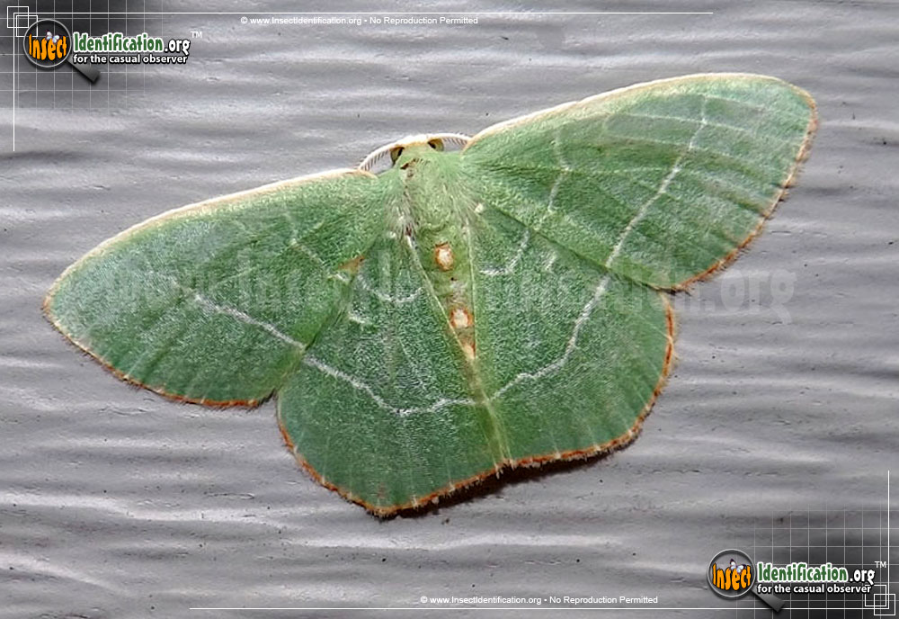 Full-sized image of the Red-Fringed-Emerald-Moth