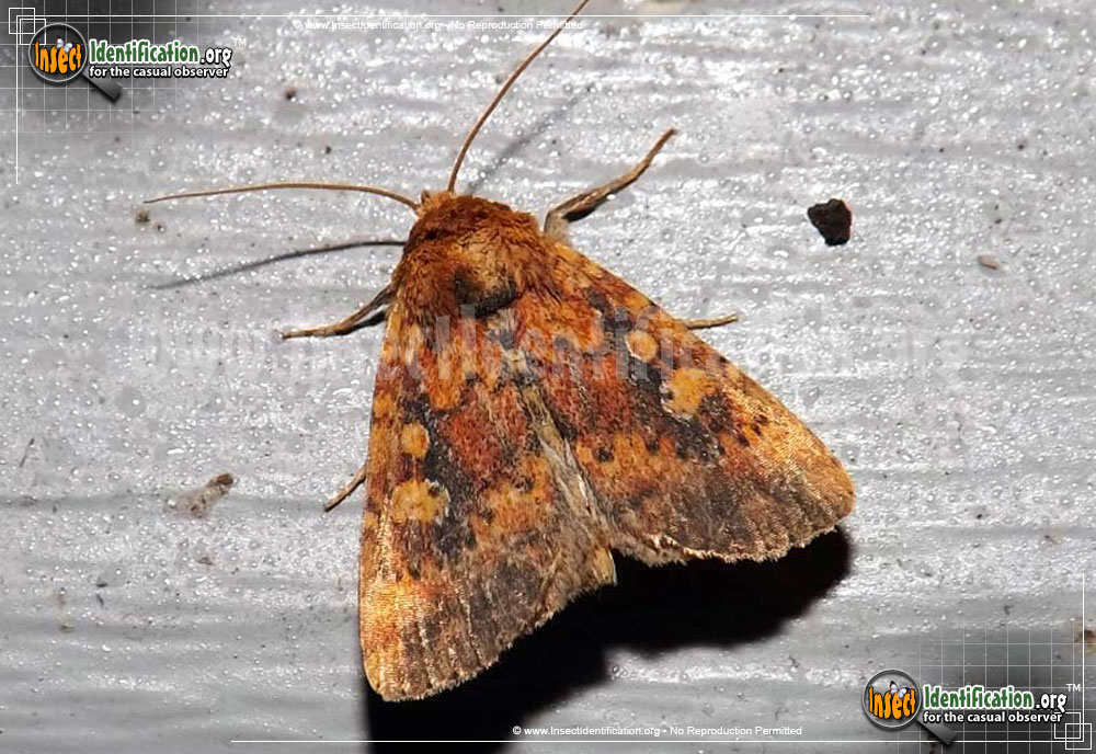 Full-sized image of the Red-Groundling-Moth