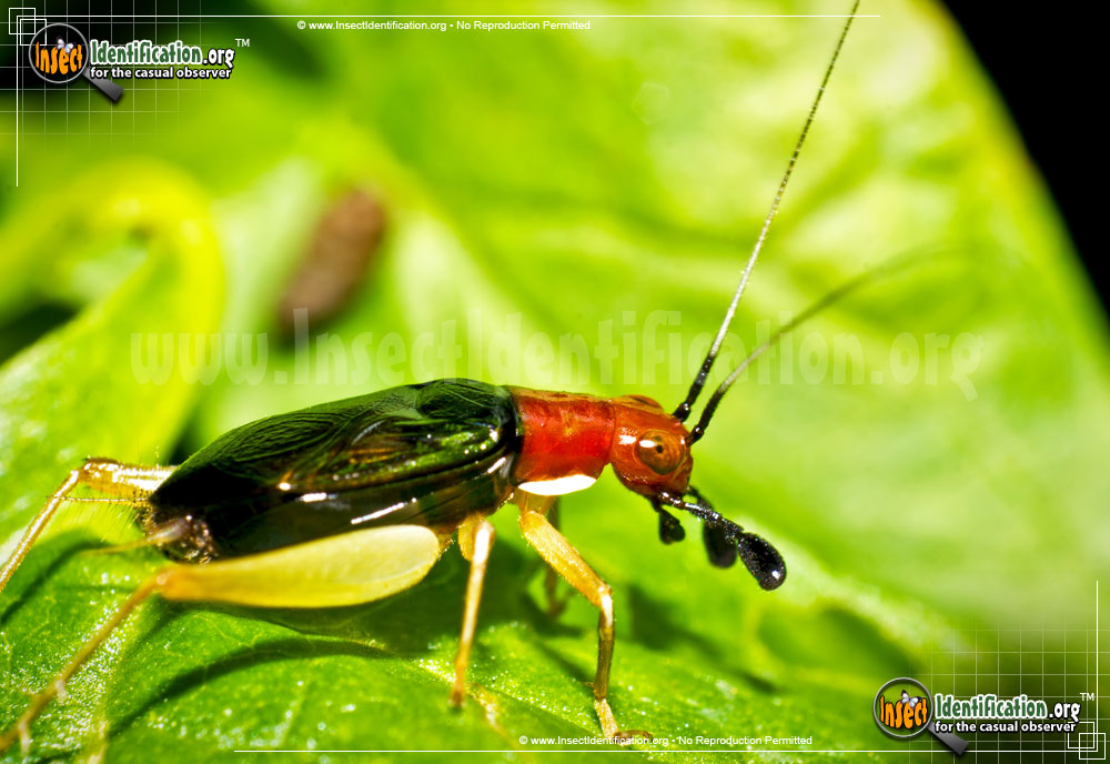 Full-sized image #6 of the Red-Headed-Bush-Cricket