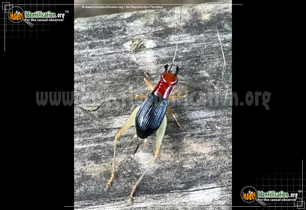 Full-sized image of the Red-Headed-Bush-Cricket