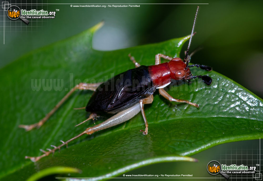 Full-sized image #2 of the Red-Headed-Bush-Cricket