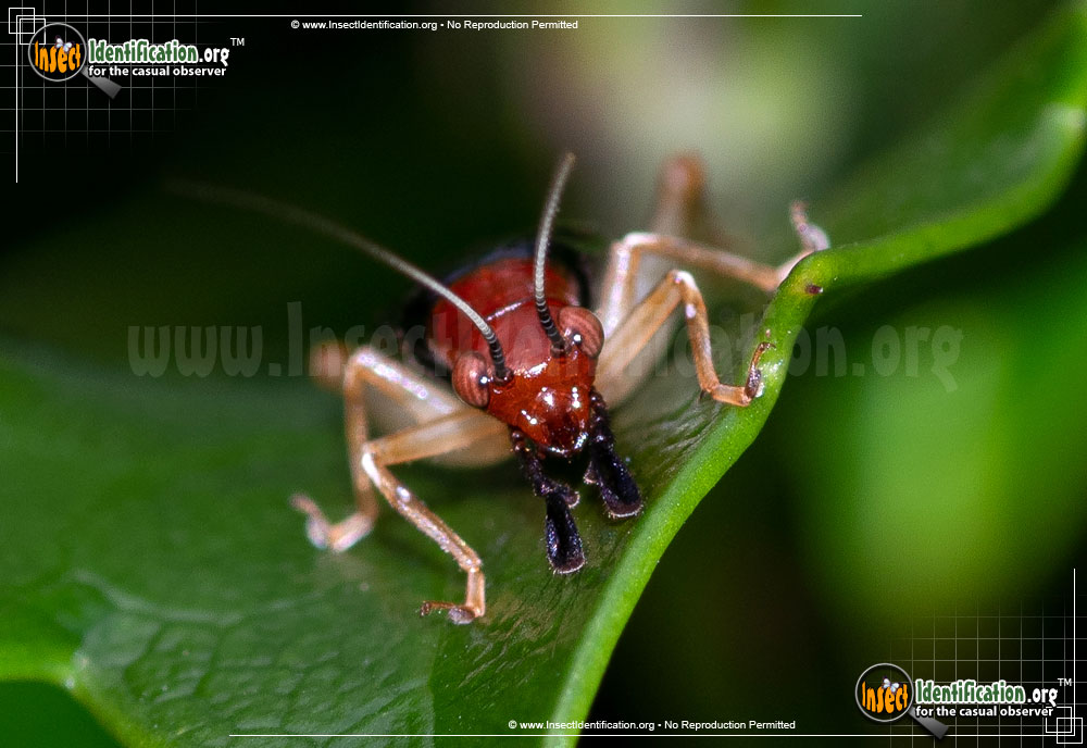 Full-sized image #5 of the Red-Headed-Bush-Cricket