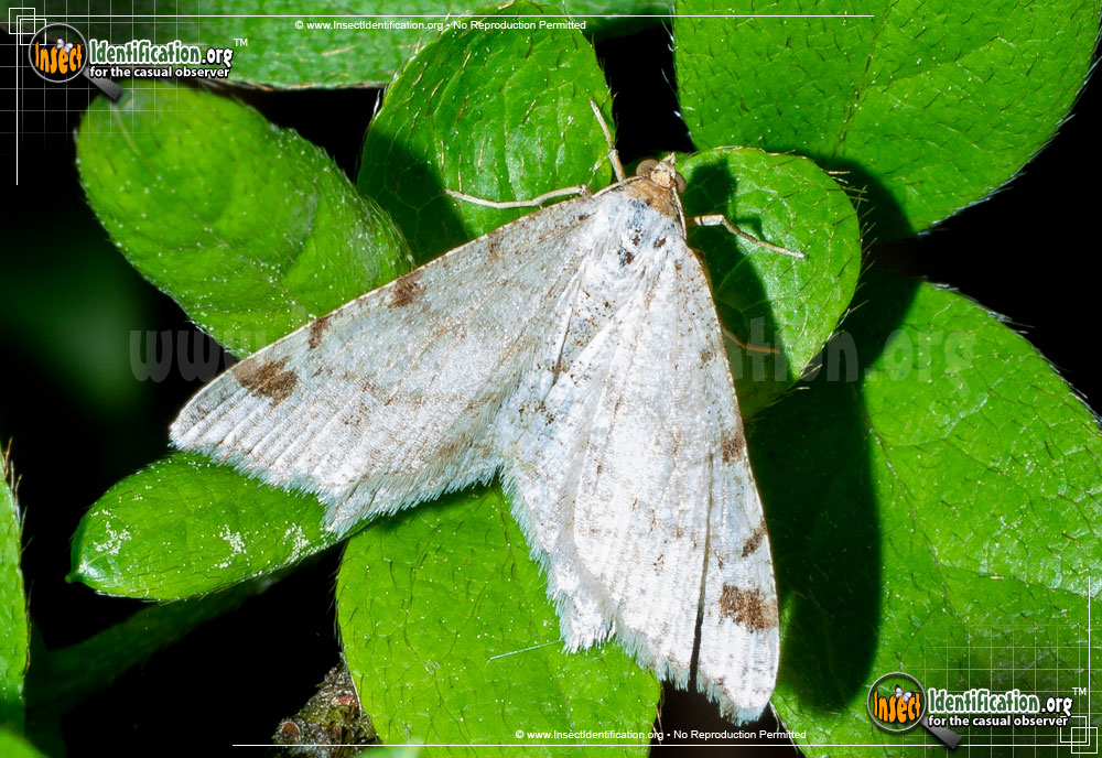 Full-sized image of the Red-Headed-Inchworm-Moth