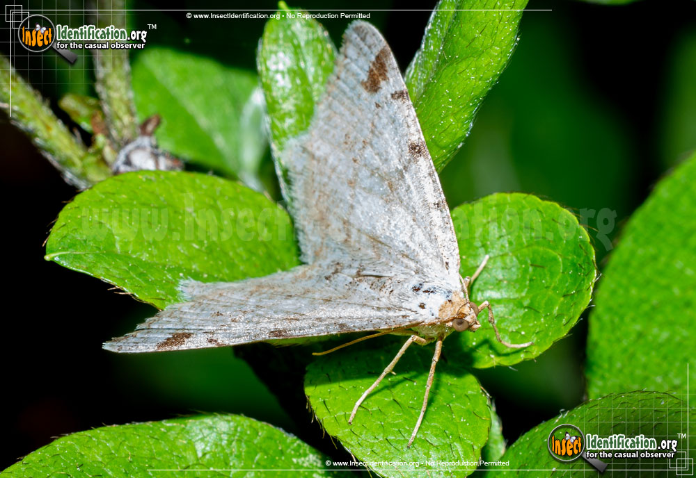 Full-sized image #2 of the Red-Headed-Inchworm-Moth