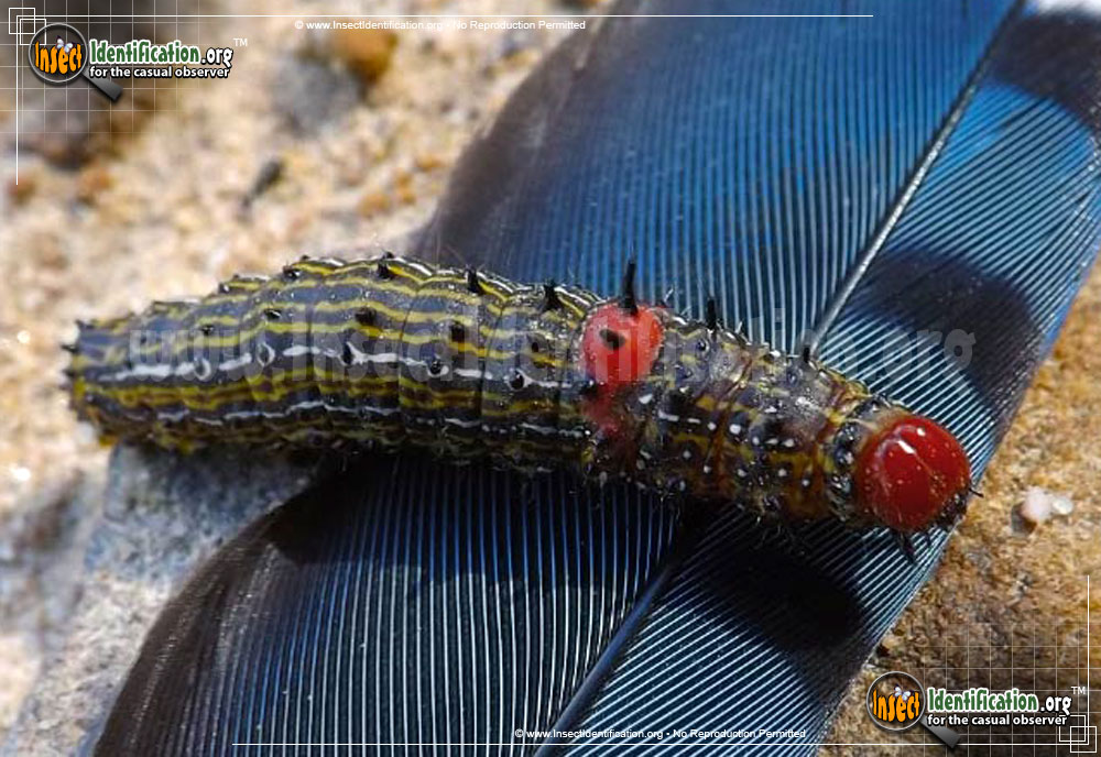 Full-sized image of the Red-Humped-Caterpillar-Moth
