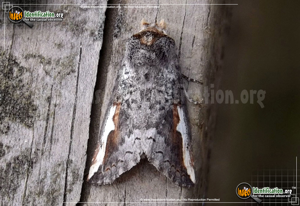 Full-sized image of the Red-Humped-Oakworm-Moth