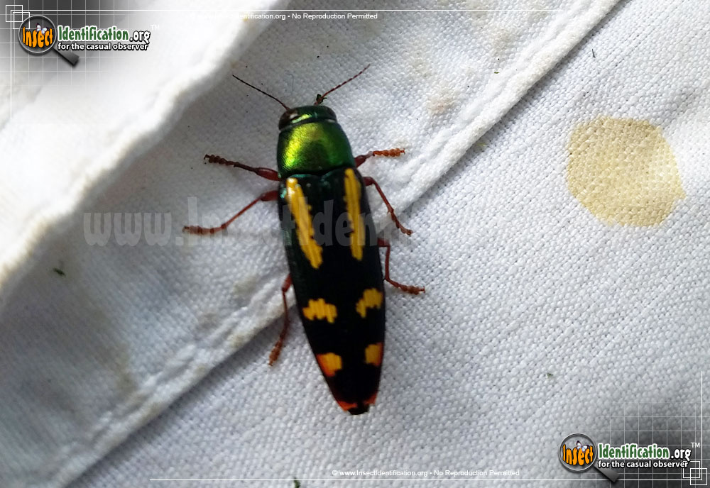 Full-sized image #2 of the Red-Legged-Buprestis-Beetle