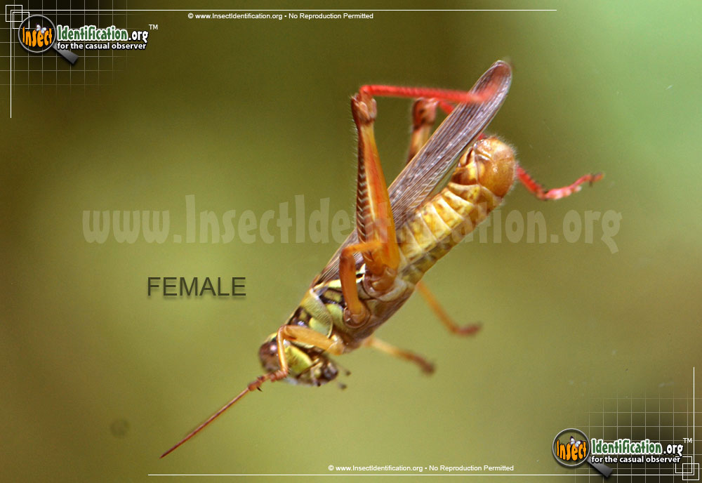 Full-sized image #5 of the Red-Legged-Grasshopper