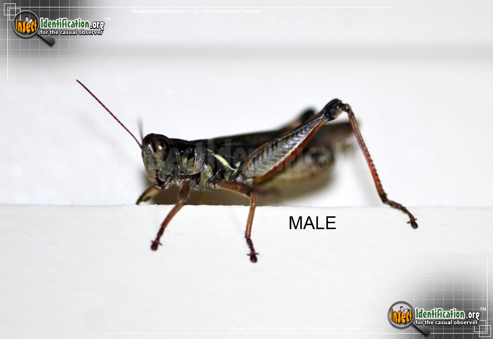 Full-sized image of the Red-Legged-Grasshopper