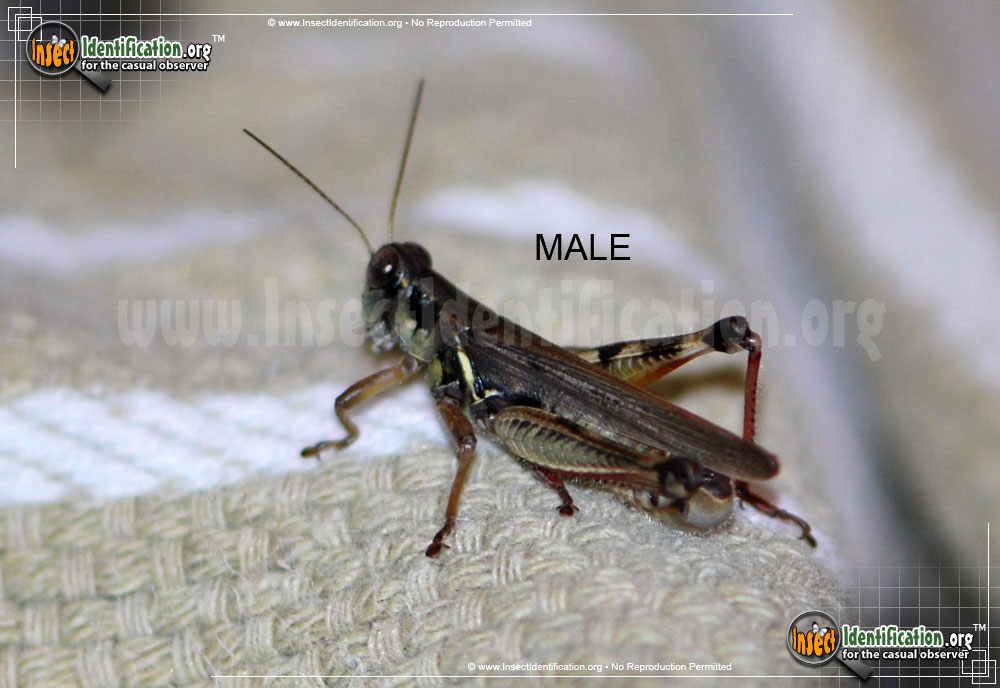 Full-sized image #3 of the Red-Legged-Grasshopper