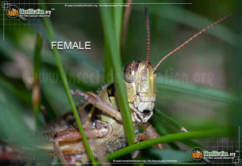 Full-sized image #6 of the Red-Legged-Grasshopper