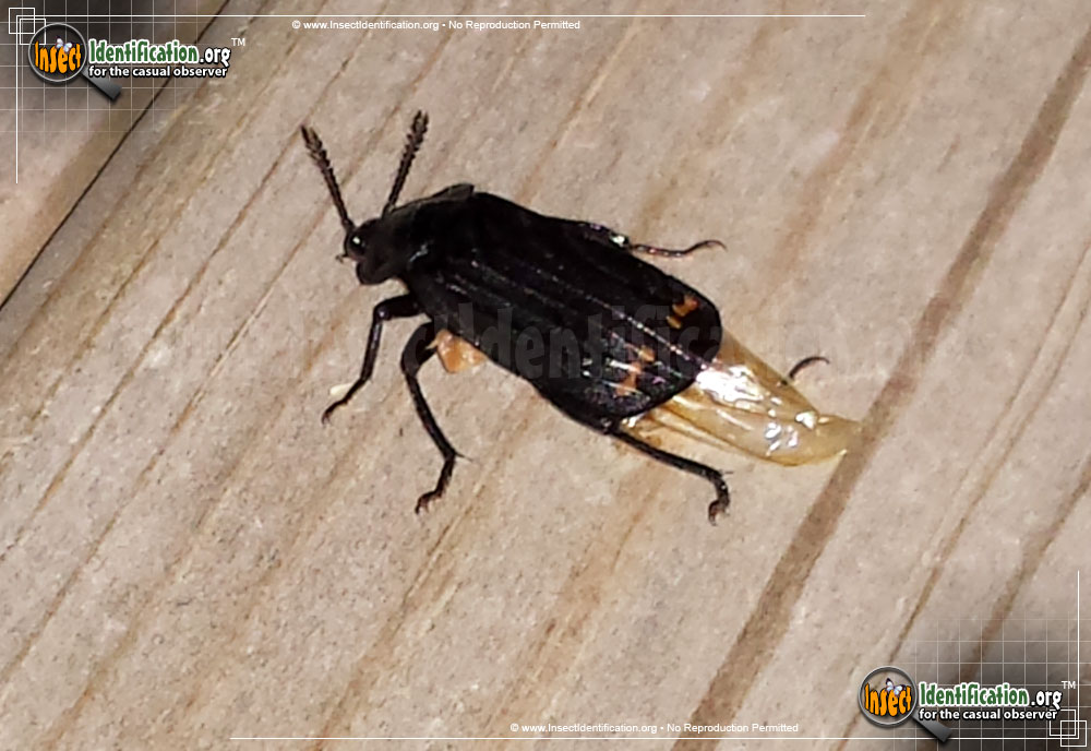Full-sized image of the Red-Lined-Carrion-Beetle