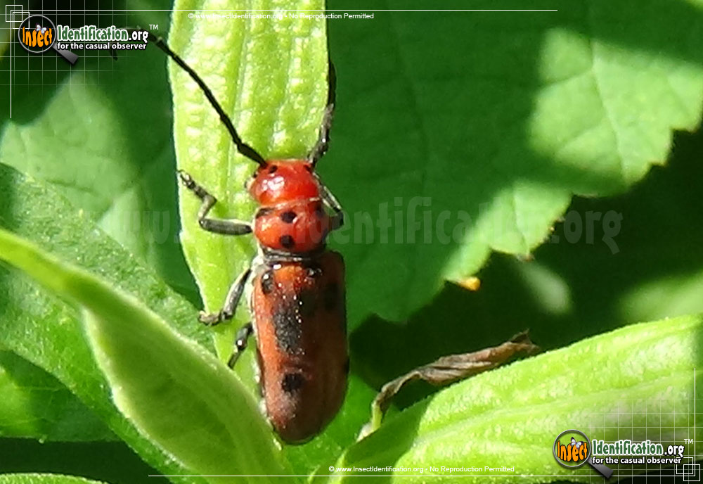 Full-sized image of the Red-Milkweed-Beetle