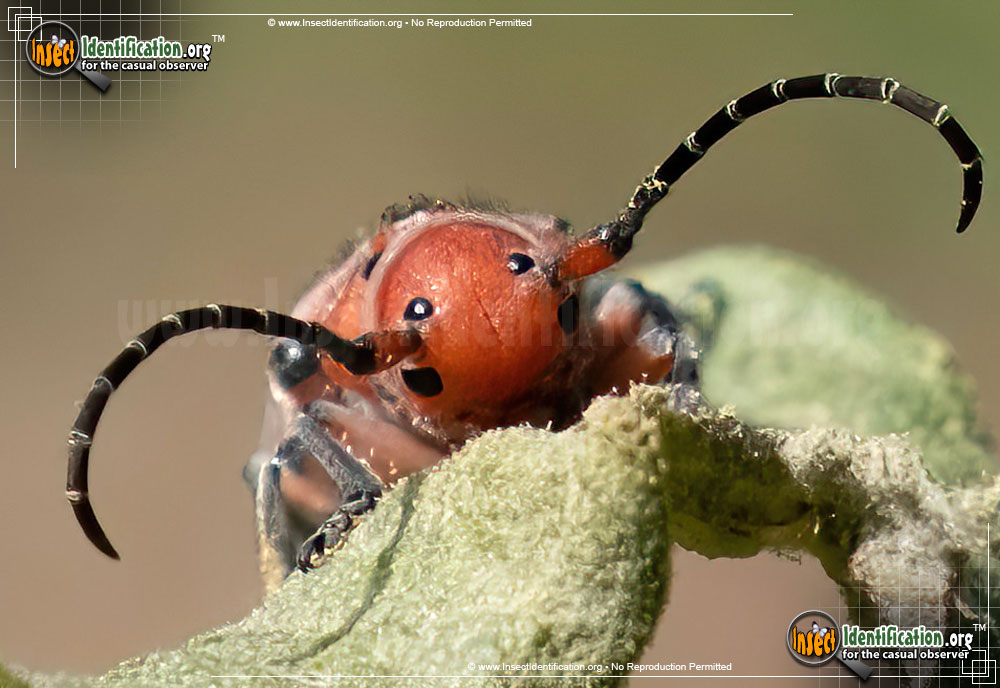 Full-sized image #2 of the Red-Milkweed-Beetle