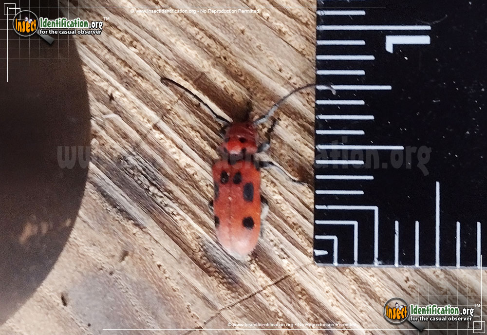Full-sized image #3 of the Red-Milkweed-Beetle