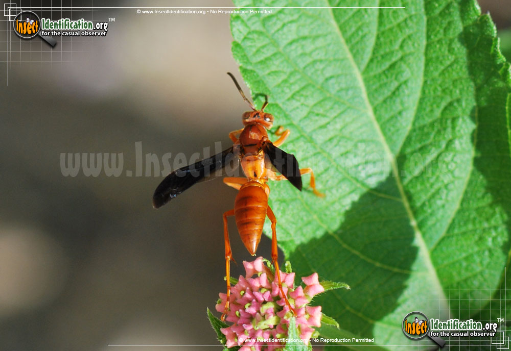 Full-sized image #3 of the Red-Paper-Wasp