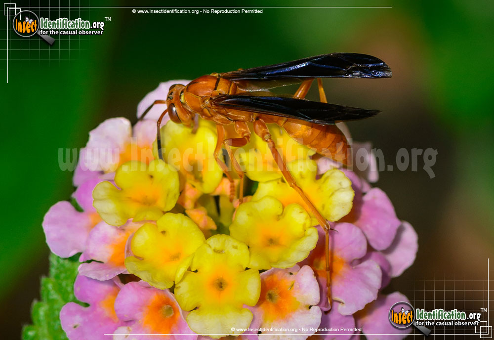 Full-sized image #2 of the Red-Paper-Wasp