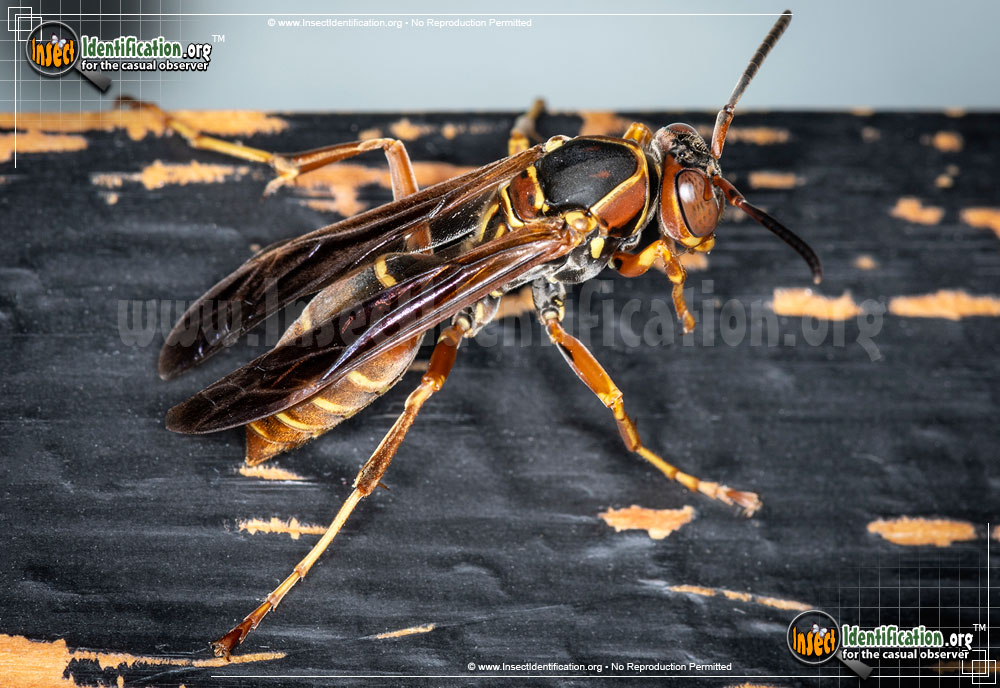 Full-sized image #10 of the Red-Paper-Wasp