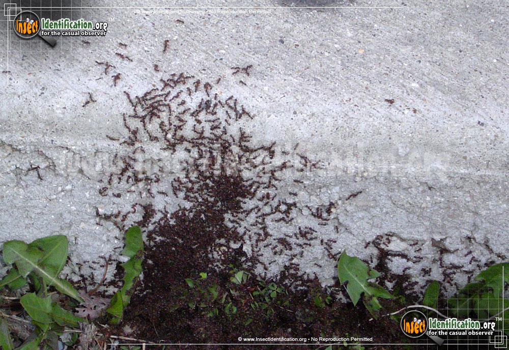 Full-sized image of the Red-Pavement-Ant