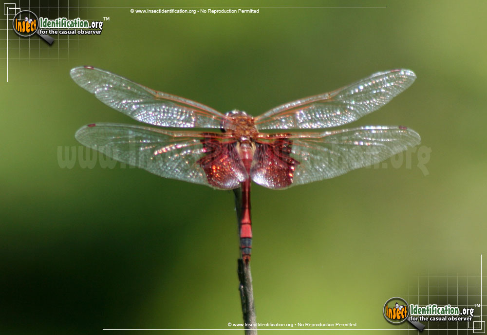 Full-sized image of the Red-Saddlebags