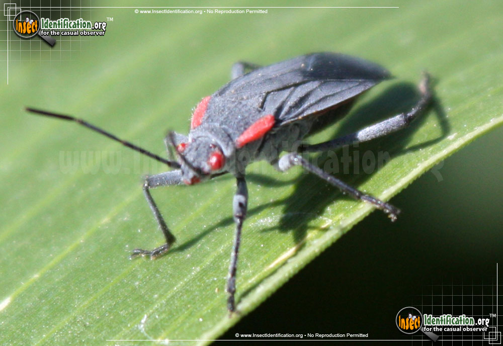 Full-sized image of the Red-Shouldered-Bug
