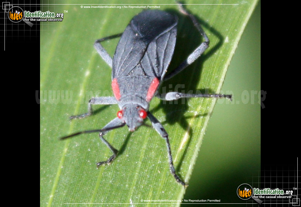Full-sized image #2 of the Red-Shouldered-Bug