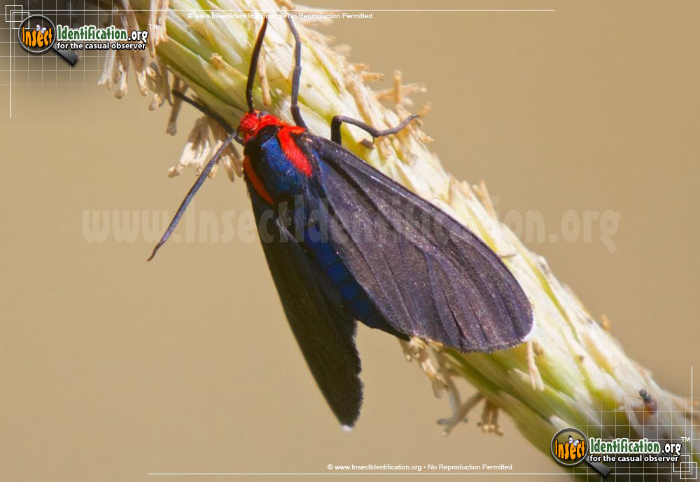 Full-sized image of the Red-Shouldered-Ctenucha-Moth