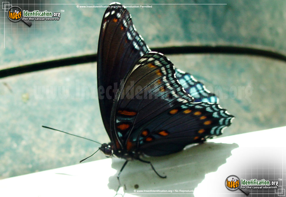 Full-sized image #4 of the Red-Spotted-Purple-Admiral