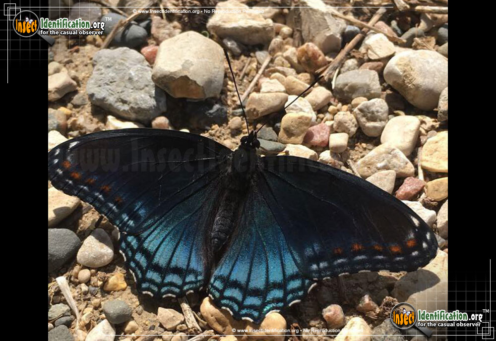 Full-sized image #15 of the Red-Spotted-Purple-Admiral