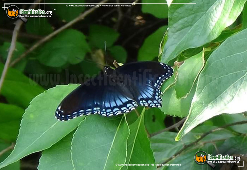 Full-sized image #8 of the Red-Spotted-Purple-Admiral