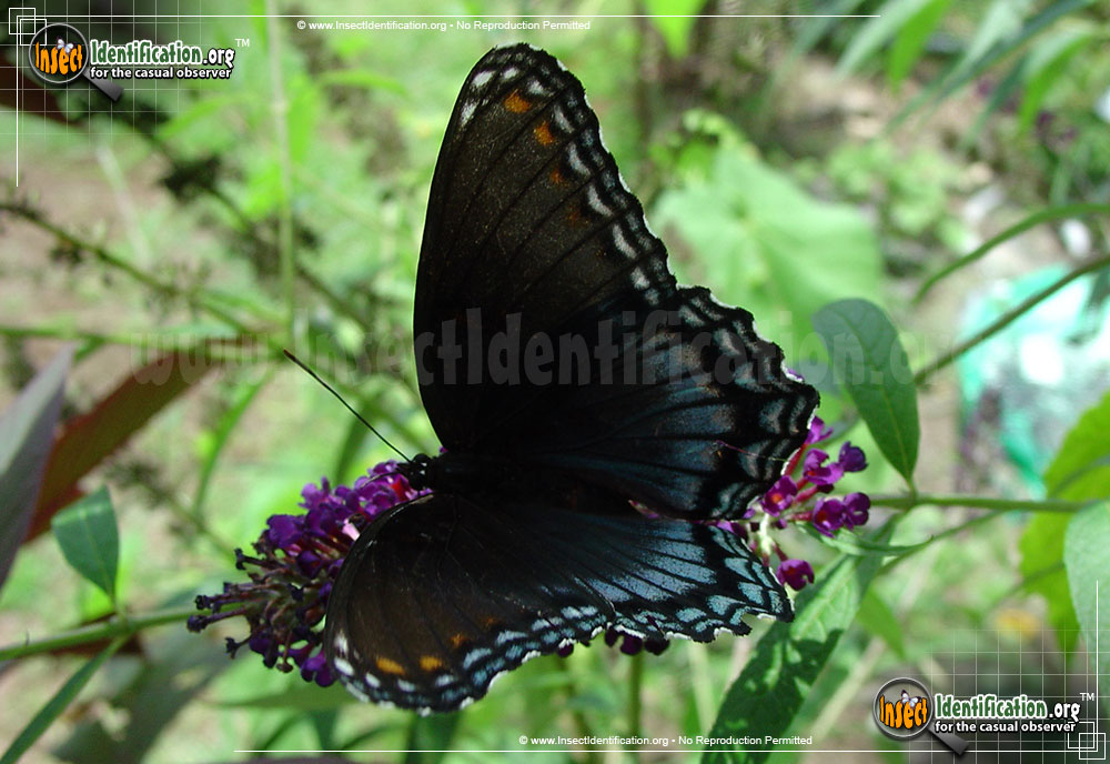 Full-sized image #5 of the Red-Spotted-Purple-Admiral
