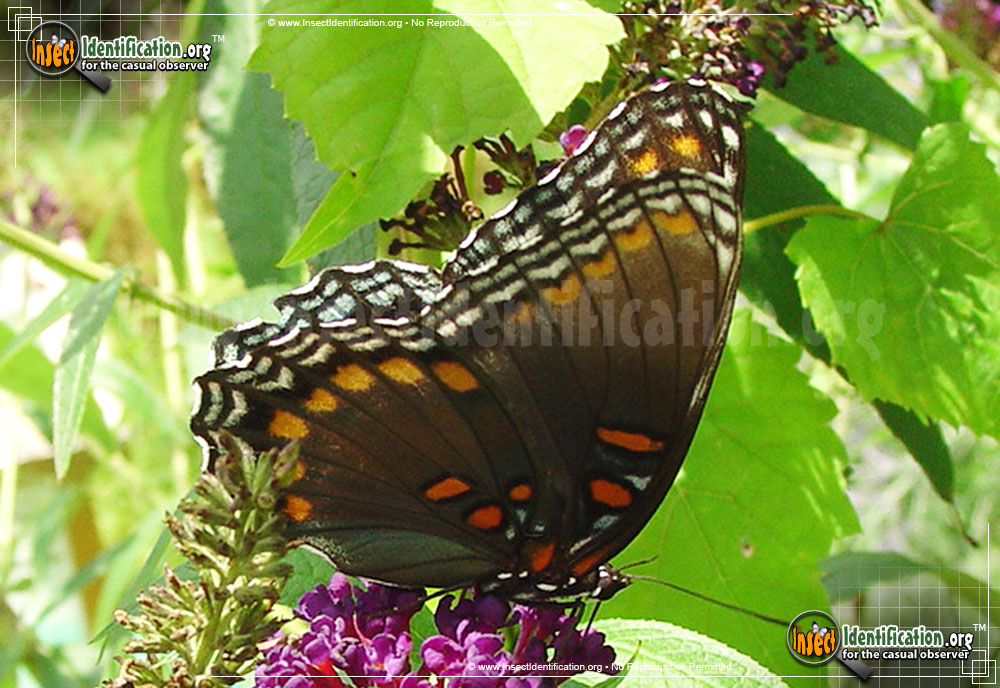 Full-sized image #10 of the Red-Spotted-Purple-Admiral