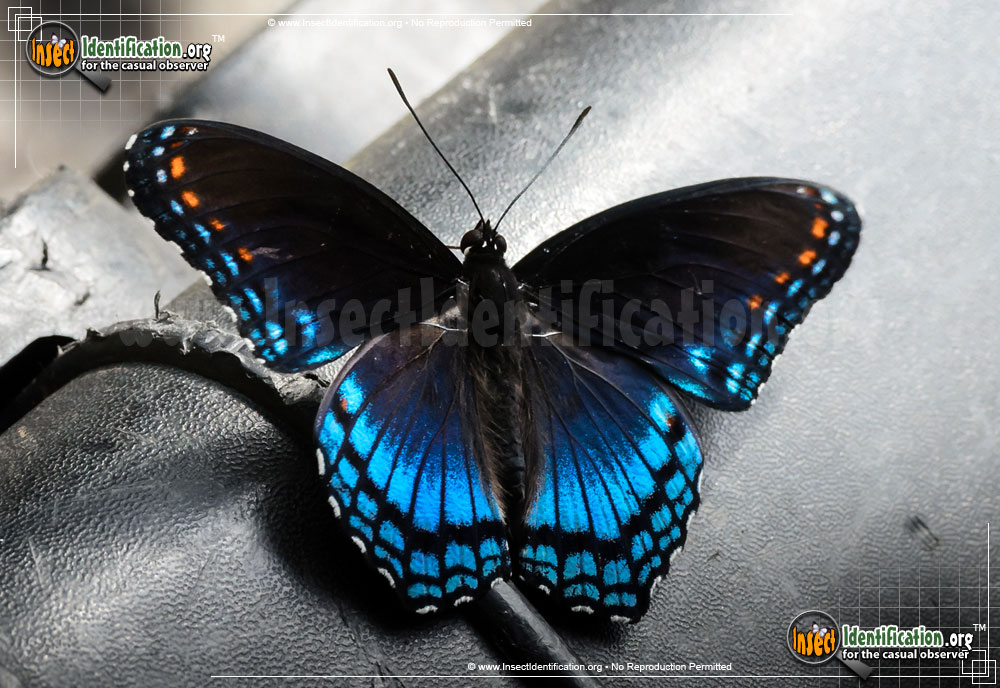 Full-sized image of the Red-Spotted-Purple-Admiral
