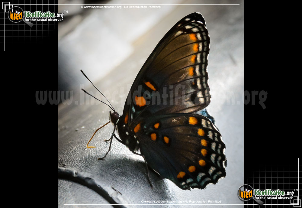 Full-sized image #13 of the Red-Spotted-Purple-Admiral