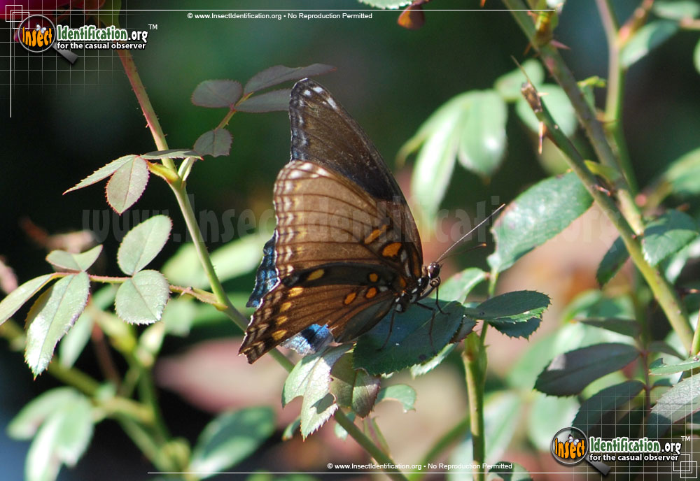 Full-sized image #9 of the Red-Spotted-Purple-Admiral