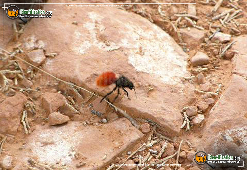 Full-sized image of the Red-Velvet-Ant