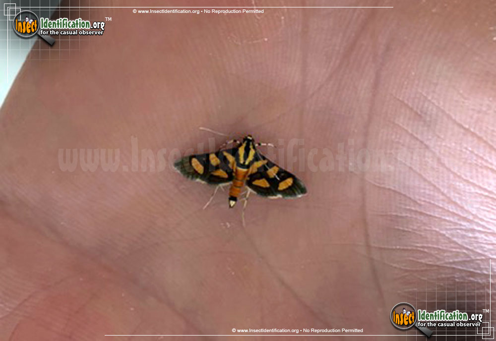 Full-sized image of the Red-Waisted-Florella-Moth