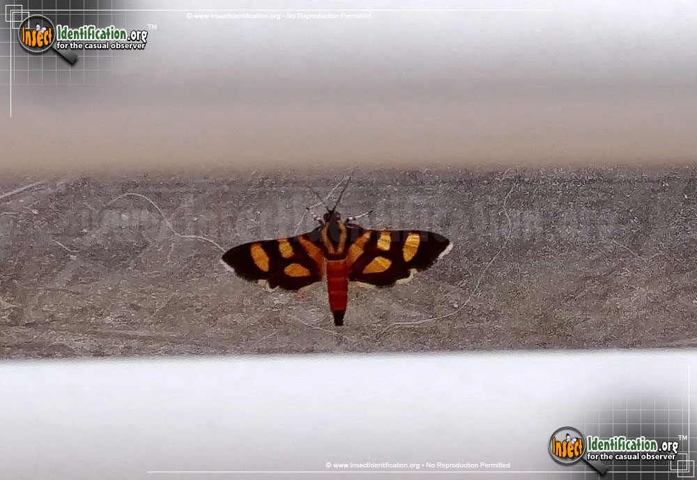 Full-sized image #2 of the Red-Waisted-Florella-Moth