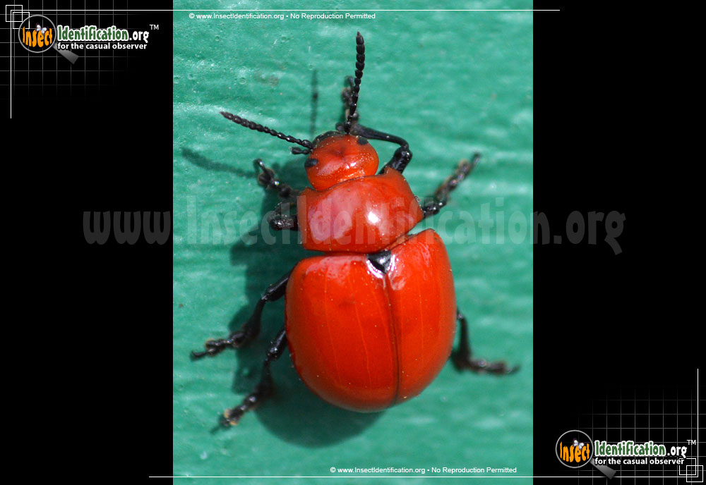 Full-sized image of the Reddish-Potato-Beetle