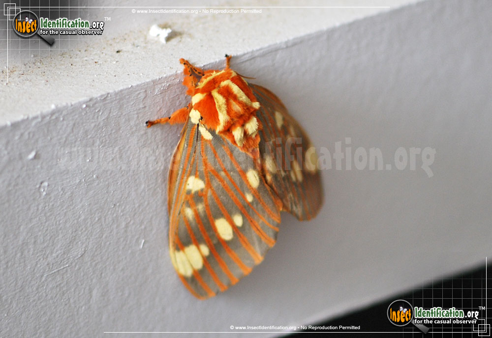 Full-sized image #12 of the Regal-Moth
