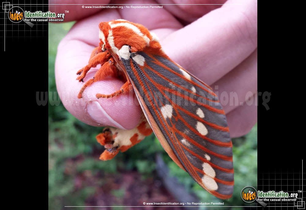 Full-sized image #3 of the Regal-Moth