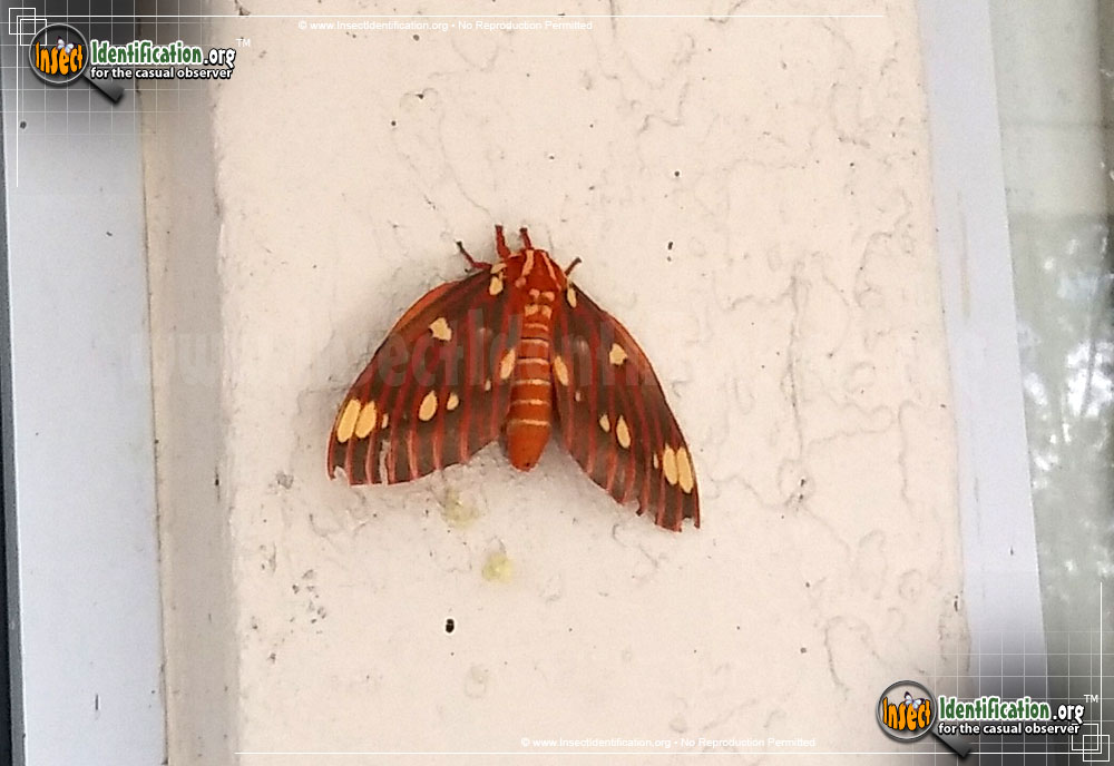 Full-sized image #13 of the Regal-Moth