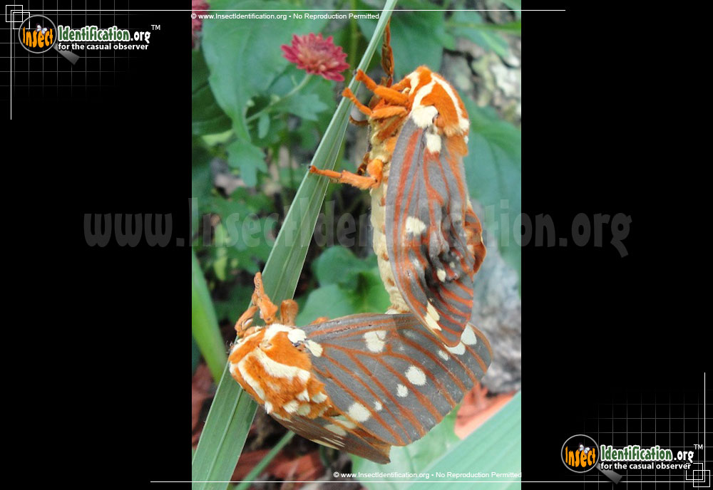 Full-sized image #14 of the Regal-Moth