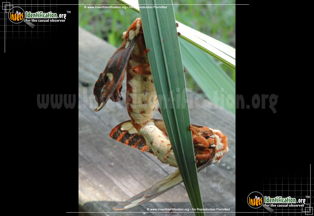 Full-sized image #11 of the Regal-Moth