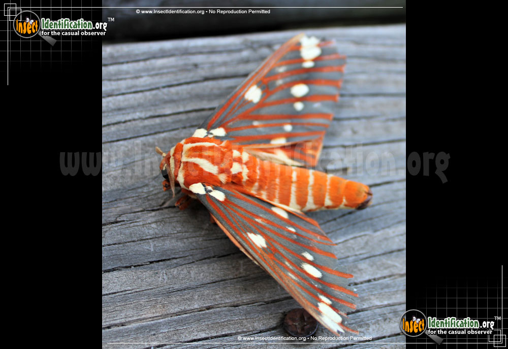 Full-sized image of the Regal-Moth