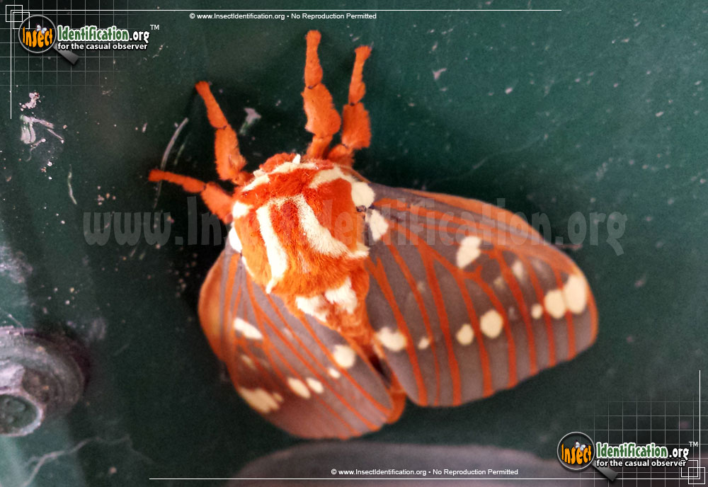 Full-sized image #4 of the Regal-Moth