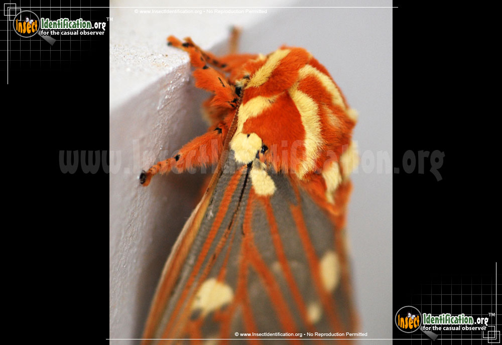 Full-sized image #9 of the Regal-Moth
