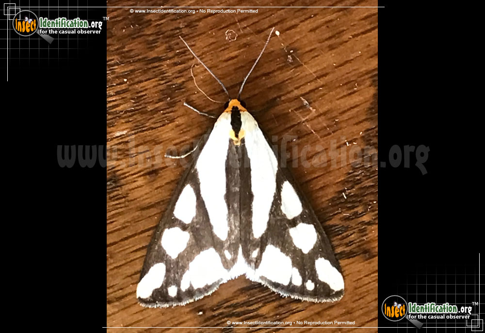 Full-sized image of the Reversed-Haploa-Moth