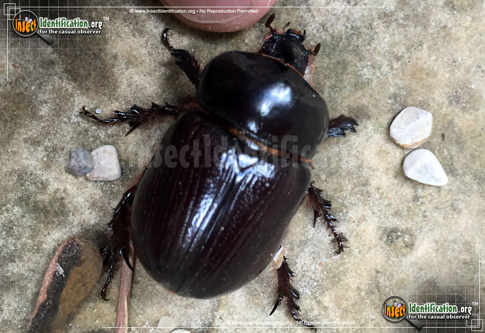 Full-sized image of the Rhinoceros-Beetle